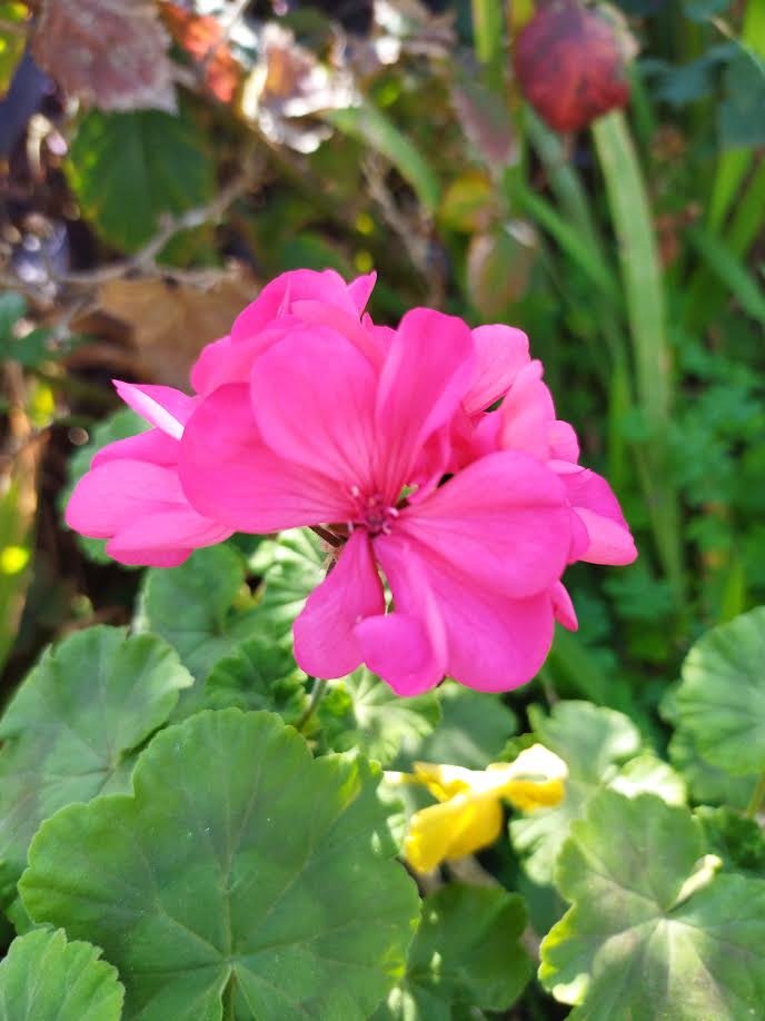 楽天市場】ゼラニウム ファイヤーワークス ピンク 5号鉢 花火のような