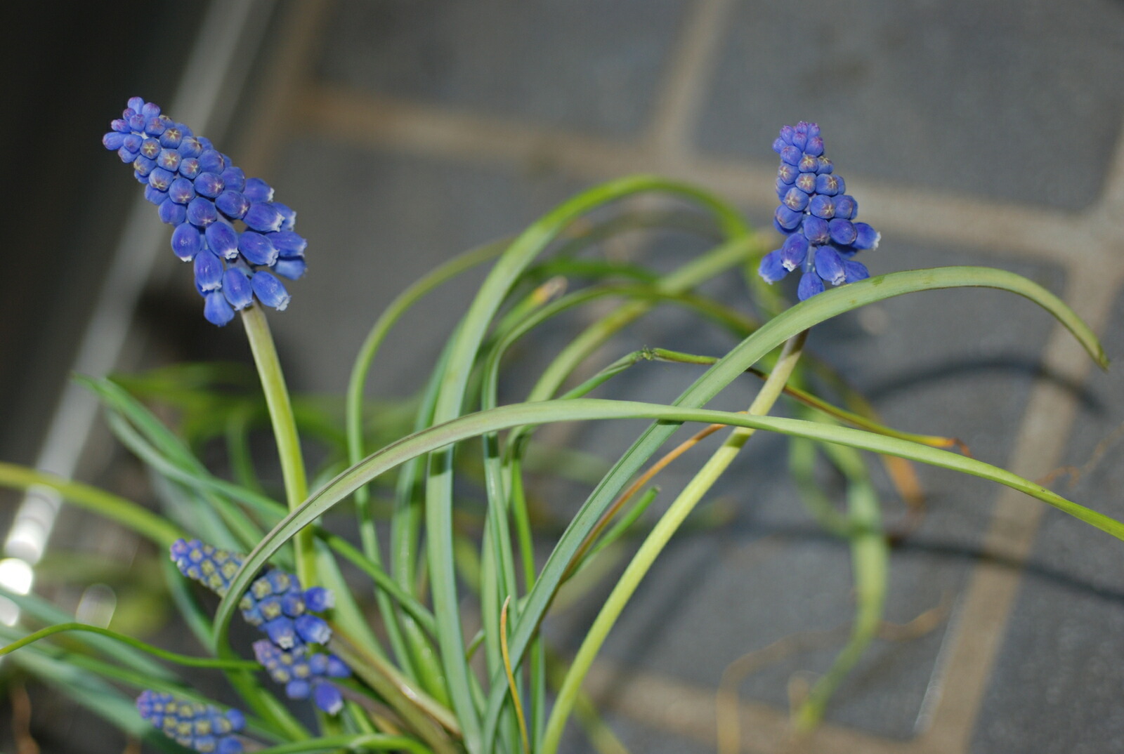 楽天市場 ムスカリ ブルー 球根 球根大小５個以上 来年用 株式会社ドクターサニー