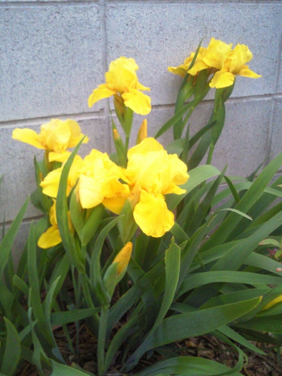 楽天市場】ジャーマンアイリス：イエロー : 株式会社ドクターサニー
