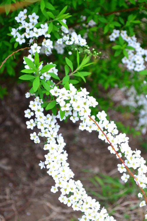 楽天市場】【 接木個体です 】ヒマラヤスギ 『 ファーストスノー 』6号