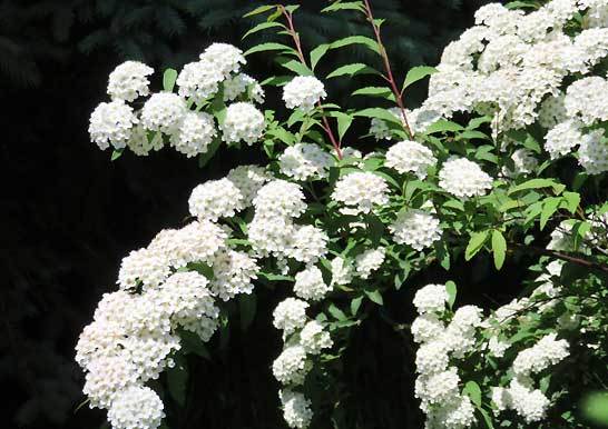 ■オオデマリ■白花■約H180cm■大株■ 楽天市場】庭木・植木苗：ビバーナム オオデマリ（白花）* 株