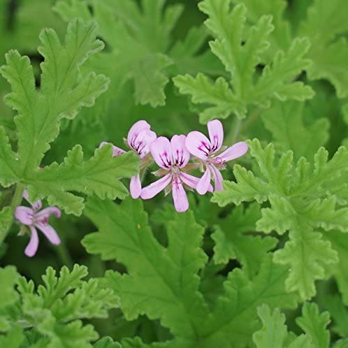 珍しいバラ咲きゼラニウム苗 compass1626140130.jpg