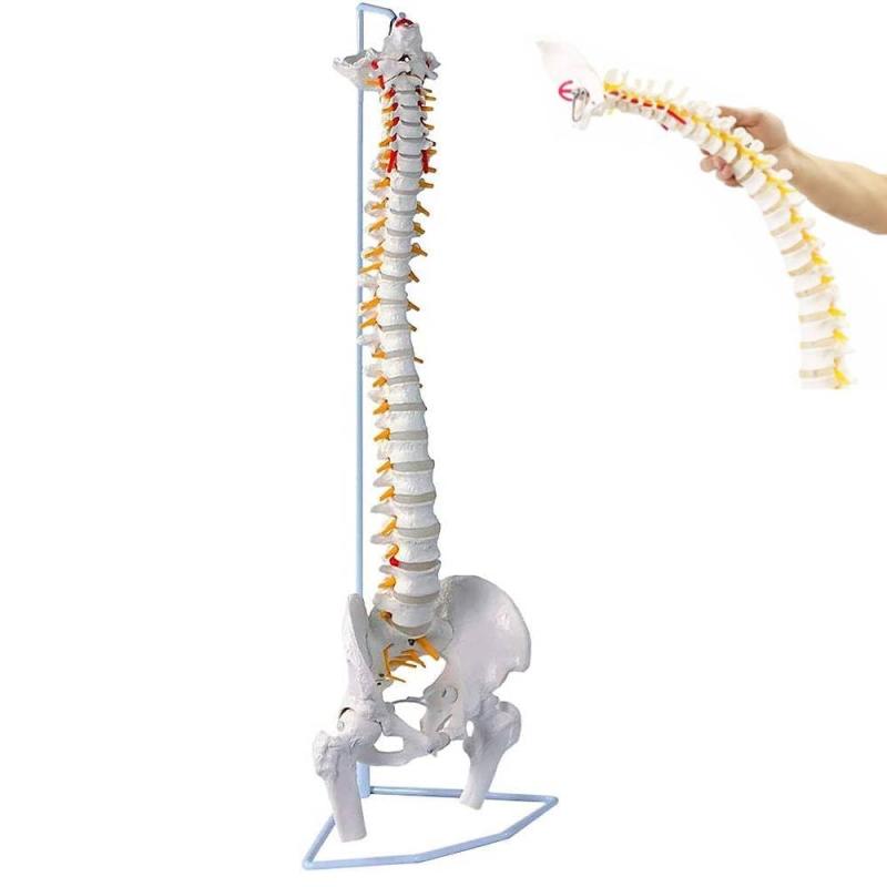 楽天市場】UPstore 実物大 脊髄骨盤模型 90cm 背骨 脊柱模型 1/1サイズ