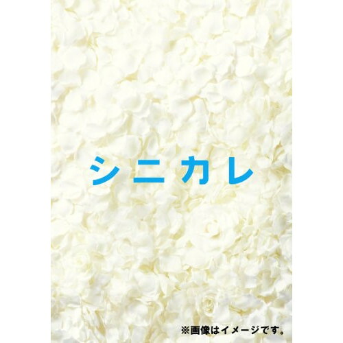 DVD / 国内オリジナルV / シニカレ完全版 DVD-BOX (本編ディスク5枚+特典ディスク1枚) / AVBF-62341 14,329円