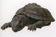 【中古】ポストカード ガメラ 大怪獣空中決戦 飛行形態ガメラミニチュア ポストカード 「館長庵野秀明 特撮博物館 ミニチュアで見る昭和平成の技」画像