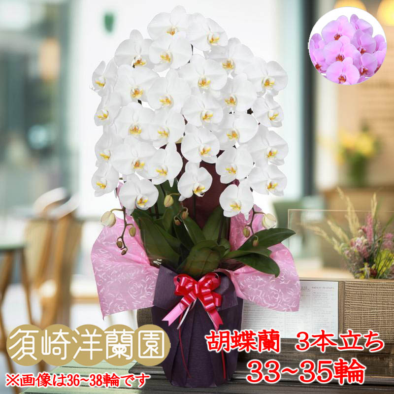 【 貨物輸送 立札 ﾗｯﾋﾟﾝｸﾞ無料 】夢見鳥蘭 大輪 3本立ち 33輪～35輪 白 ﾎﾜｲﾄ ﾋﾟﾝｸ ｺﾁｮｳﾗﾝ 園芸 ｶﾞｰﾃﾞﾆﾝｸﾞ 祝い事 花 ｷﾞﾌﾄ 開店 開業 移し替える お供え 差し上げ物 還暦 勝ちえる祝い事 お大悟 退社 着任 お中元 当選祝い事 顔出し 必勝 御盆 造花 ﾌﾗﾜｰ お正月