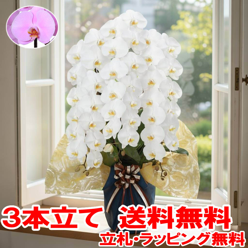 【 送料無料 立札 ﾗｯﾋﾟﾝｸﾞ無料 】胡蝶蘭 大輪 3本立ち 39輪～41輪 白 ﾎﾜｲﾄ ﾋﾟﾝｸ ｺﾁｮｳﾗﾝ 園芸 ｶﾞｰﾃﾞﾆﾝｸﾞ 祝い 花 ｷﾞﾌﾄ 開店 開業 移転 お供え 贈り物 還暦 受賞祝い お彼岸 退職 就任 お中元 当選祝い 見舞い お盆 造花 ﾌﾗﾜｰ お正月｜須崎洋蘭園 19,832円
