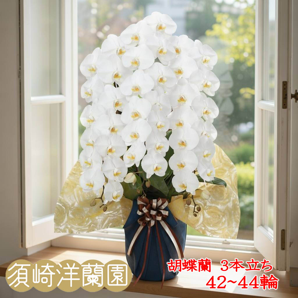 【 貨物輸送 立札 ﾗｯﾋﾟﾝｸﾞ無料 】夢見鳥蘭 大輪 3本立ち 42輪～44輪 白 ﾎﾜｲﾄ ﾋﾟﾝｸ ｺﾁｮｳﾗﾝ 園芸 ｶﾞｰﾃﾞﾆﾝｸﾞ 祝い事 花 ｷﾞﾌﾄ 開店 開業 移し替える お供え 差し上げ物 還暦 勝ちえる祝い事 お大悟 退社 着任 お中元 当選祝い事 顔出し 必勝 御盆 造花 ﾌﾗﾜｰ お正月