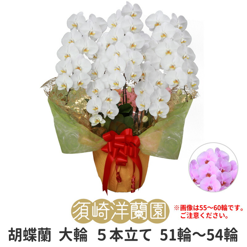 【 貨物輸送 立札 ﾗｯﾋﾟﾝｸﾞ無料 】夢見鳥蘭 大輪 5本立ち 51輪～54輪 白 ﾎﾜｲﾄ ﾋﾟﾝｸ ｺﾁｮｳﾗﾝ 園芸 ｶﾞｰﾃﾞﾆﾝｸﾞ 祝賀会 花 ｷﾞﾌﾄ 開店 開業 移し替える お供え 差し上げ物 還暦 贏ち得る祝賀会 お涅槃 隠居 入会 お中元 当選祝賀会 見まい 必勝 御盆 造花 ﾌﾗﾜｰ お正月