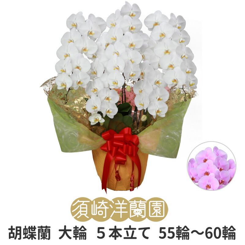 【 貨物輸送 立札 ﾗｯﾋﾟﾝｸﾞ無料 】夢見鳥蘭 大輪 5本立ち 55輪～60輪 白 ﾎﾜｲﾄ ﾋﾟﾝｸ ｺﾁｮｳﾗﾝ 園芸 ｶﾞｰﾃﾞﾆﾝｸﾞ 祝賀会 花 ｷﾞﾌﾄ 開店 開業 移し替える お供え 差し上げ物 還暦 勝ち取る祝賀会 お覚悟 退位 入会 お中元 当選祝賀会 見まい 必勝 御盆 造花 ﾌﾗﾜｰ お正月