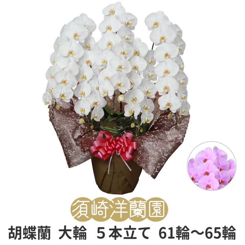 【 貨物輸送 立札 ﾗｯﾋﾟﾝｸﾞ無料 】夢見鳥蘭 大輪 5本立ち 61輪～65輪 白 ﾎﾜｲﾄ ﾋﾟﾝｸ ｺﾁｮｳﾗﾝ 園芸 ｶﾞｰﾃﾞﾆﾝｸﾞ 祝賀会 花 ｷﾞﾌﾄ 開店 開業 移し替える お供え 差し上げ物 還暦 勝ち取る祝賀会 お覚悟 退位 入会 お中元 当選祝賀会 見まい 必勝 御盆 造花 ﾌﾗﾜｰ お正月