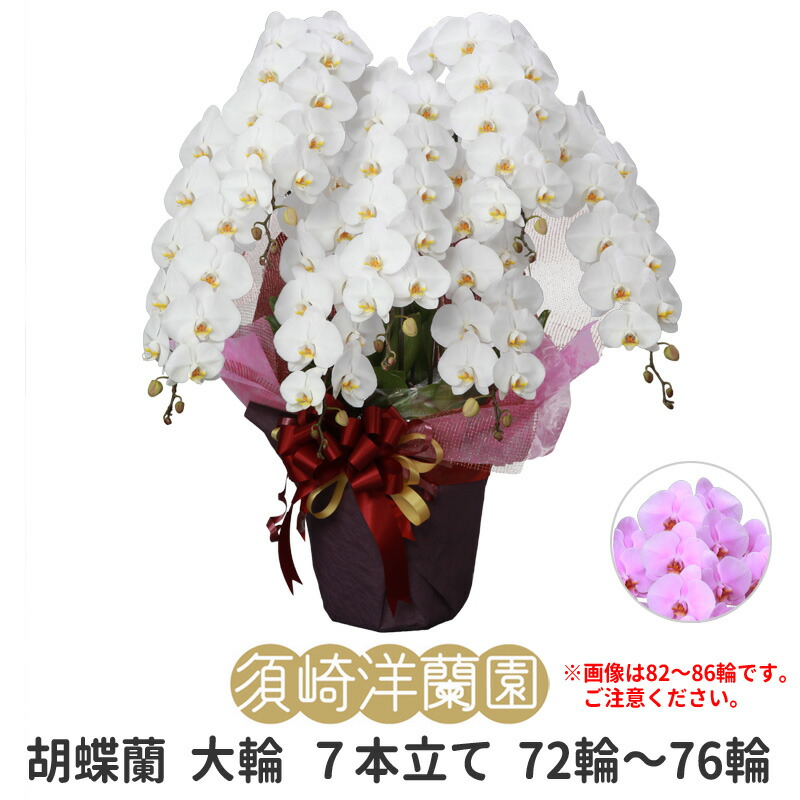 【 貨物輸送 立札 ﾗｯﾋﾟﾝｸﾞ無料 】夢見鳥蘭 大輪 7本立ち 72輪～76輪 白 ﾎﾜｲﾄ ﾋﾟﾝｸ ｺﾁｮｳﾗﾝ 園芸 ｶﾞｰﾃﾞﾆﾝｸﾞ 祝い事 花 ｷﾞﾌﾄ 開店 開業 移し替える お供え 差し上げ物 還暦 勝ちえる祝い事 お大悟 退社 着任 お中元 当選祝い事 顔出し 必勝 御盆 造花 ﾌﾗﾜｰ お正月
