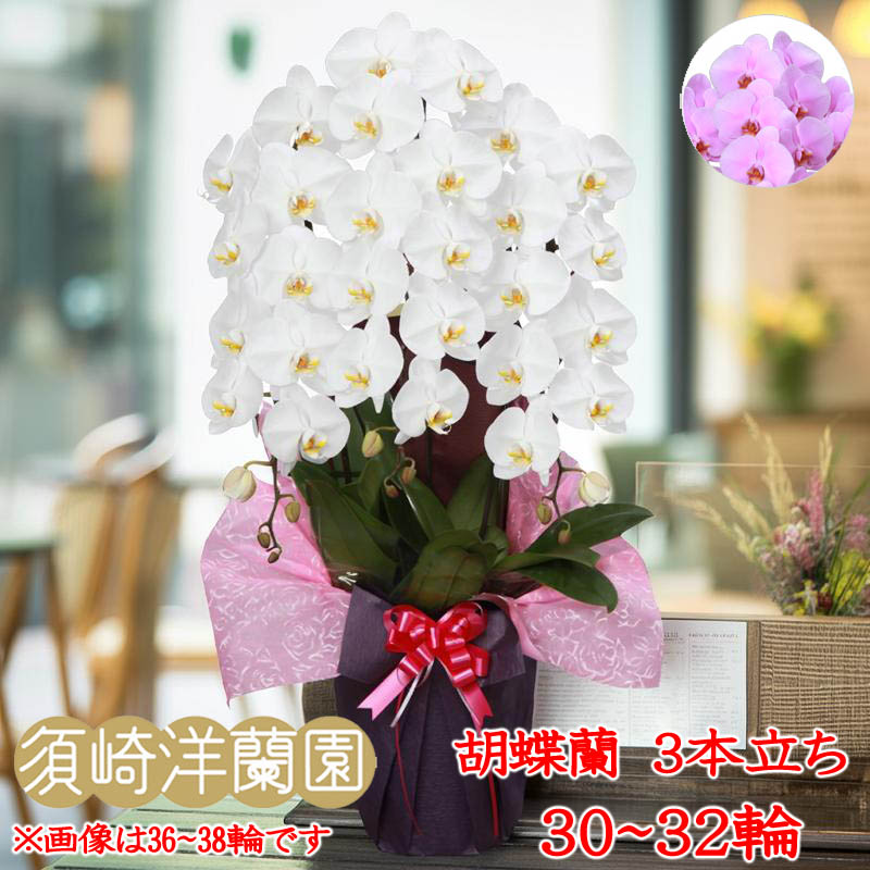 【 貨物輸送 立札 ﾗｯﾋﾟﾝｸﾞ無料 】夢見鳥蘭 大輪 3本立ち 30輪～32輪 白 ﾎﾜｲﾄ ﾋﾟﾝｸ ｺﾁｮｳﾗﾝ 園芸 ｶﾞｰﾃﾞﾆﾝｸﾞ 祝賀会 花 ｷﾞﾌﾄ 開店 開業 移し替える お供え 差し上げ物 還暦 勝ち取る祝賀会 お覚悟 退位 入会 お中元 当選祝賀会 見まい 必勝 御盆 造花 ﾌﾗﾜｰ お正月