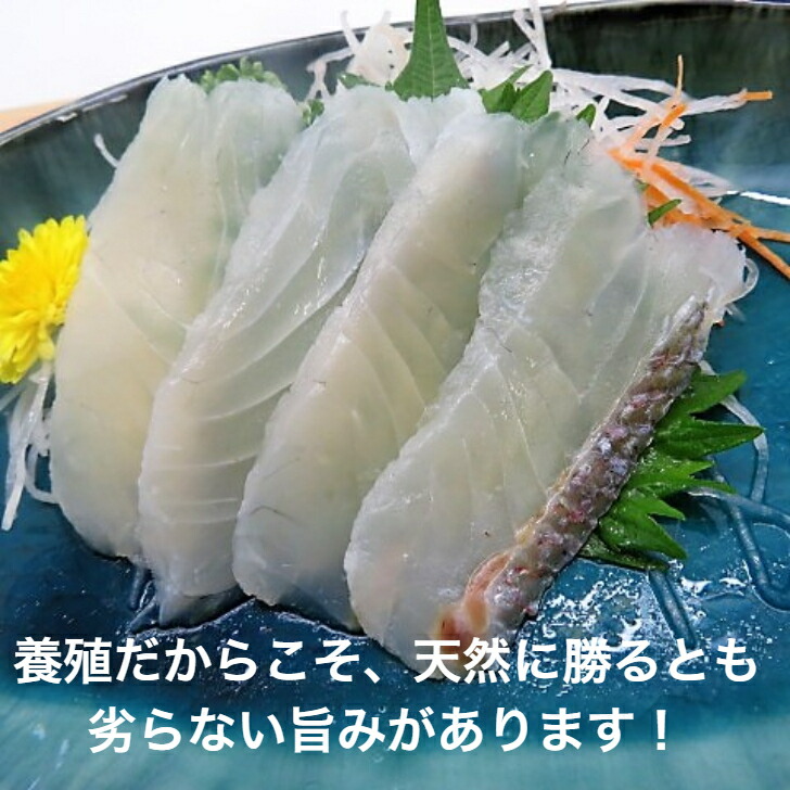 楽天市場】寿司ネタ キハダマグロスライス ８ｇ×１０枚 すしねた 生食用 きはだまぐろ のせるだけ 黄肌 インドネシア産 手巻き寿司 : 寿司 総合卸売スシックス