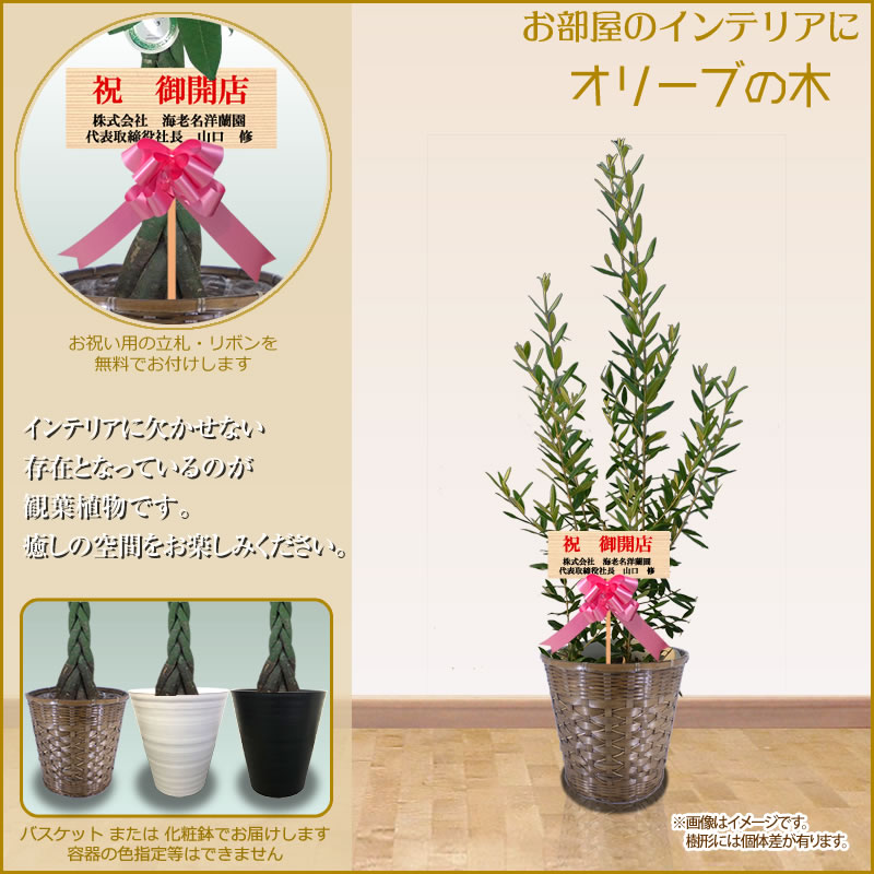 元気のツリー 手懸ける直中 観葉植物 大型 8号髑髏 100cm 送料無料 選べる11形態 全国持参 観葉植物 鉢 具足 パキラ 幸福の木 マッサン ユッカ 壮丁のツリー ストレリチア パンヤ サンスベリア 開店祝辞 開院 営造 受章祝事 Ka8 Cannes Encheres Com