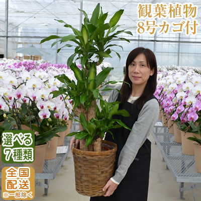 1月末まで 観葉植物 大型 8号鉢 全国配送 選べる11種 送料無料 100cm