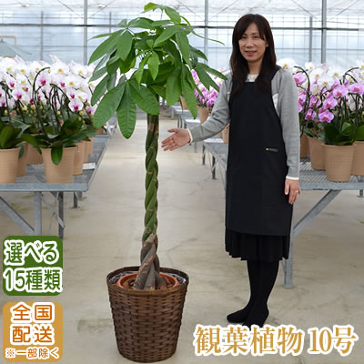 観葉草木 大型 10号 160珊～ 全国宅配送りとどける※構成要素除く【観葉草木 鉢 室内装飾 パキラ・ユッカ・心うれしいの木(マッサン)・パンヤ・オウゴンカズラ 開店祝 開院祝 引き移る祝 造営祝 生まれ落ちる日 育て方 受章祝賀会 おすすめ】【ka20】
