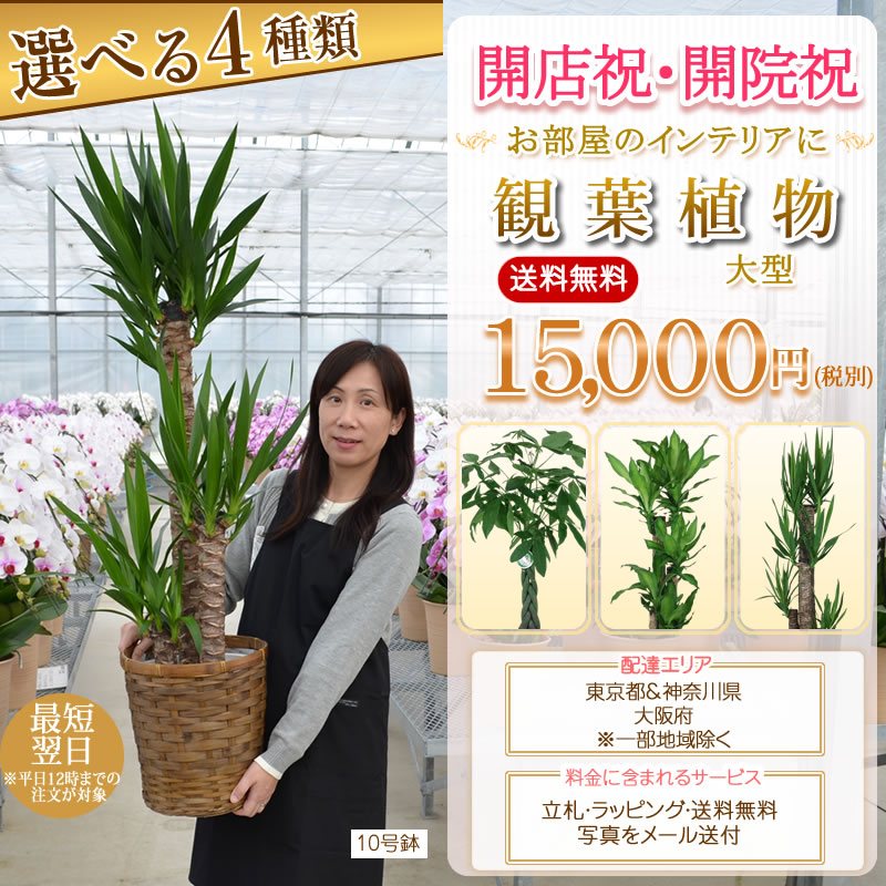 あす楽対応 観葉植物 大型 10号鉢 140cm 送料無料 選べる4種 観葉植物 鉢 インテリア パキラ 幸福の木 マッサン ユッカ 青年の樹 カポック オフィス 開店祝 開院祝 新築祝 Ka8 Prescriptionpillsonline Is