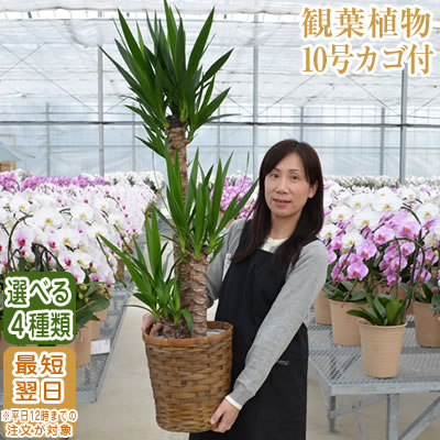 あす楽対応 観葉植物 大型 10号鉢 140cm 送料無料 選べる4種 観葉植物 鉢 インテリア パキラ 幸福の木 マッサン ユッカ 青年の樹 カポック オフィス 開店祝 開院祝 新築祝 Ka8 Prescriptionpillsonline Is