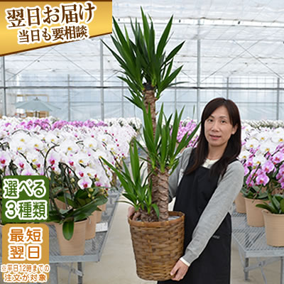 値引 観葉植物 1000円offクーポン発行中 1月末まで あす楽 最短翌日お届け 東京 神奈川へ直接配送 設置無料 観葉植物 パキラ 幸福の木 マッサン ユッカ 青年の樹 10号鉢カゴ付き 000円 税別 送料無料 観葉植物 大型 鉢 インテリア 育てやすい 御祝 開店祝い