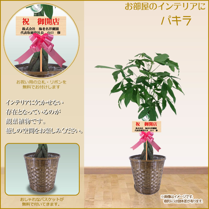 あす楽対応 観葉植物 大型 8号鉢 100cm 送料無料 選べる4種 観葉植物 鉢 インテリア パキラ 幸福の木 マッサン ユッカ 青年の樹 カポック オフィス 開店祝 開院祝 新築祝 Ka8 Educaps Com Br