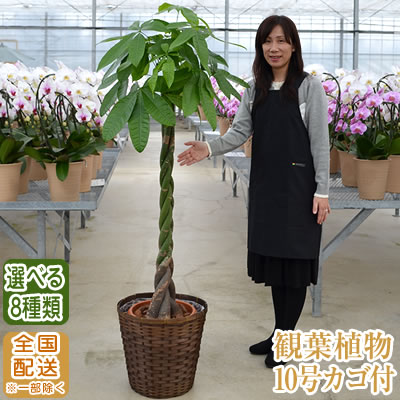 観葉植物 おしゃれ 大型 10号 160cm 送料無料 開店祝 10号 160cm 全国宅配配送 一部除く 観葉植物 新築祝 鉢 インテリア パキラ ユッカ 幸福の木 マッサン カポック ポトス 開店祝 開院祝 引越祝 新築祝 誕生日 育て方 受章祝い Ka スタンド花専門