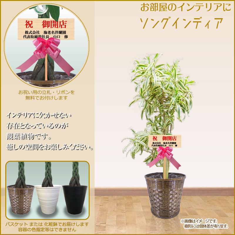 観葉植物 御洒落 大型 10サイズ 160cm 送料無料 全国宅配デリバリー 構成要素取りあげる 観葉植物 頭蓋骨 インテリア パキラ ユッカ 満足のいく状態の樹 マッサン カポック ポトス 開店お祭り 開院祝 引越す祝 新築祝 生まれ出る日日 育て道のり 受章御祭り Ka Vned Org