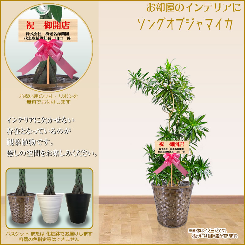 観葉植物 小粋 大型 10号 160cm 送料無料 全国宅配届ける 構成要素撤去 観葉植物 鉢 調度品 パキラ ユッカ 嬉々たるの木 マッサン カポック ポトス 開店喜び事 開院祝 移駐祝 作り祝 生れデート 育て方角 受章祝 Ka Aqorji Com