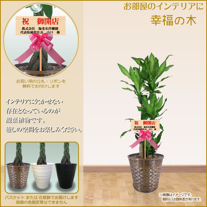 観葉植物 おしゃれ 大型 10号 160cm 送料無料 全国宅配配送 一部除く 観葉植物 鉢 インテリア パキラ ユッカ 幸福の木 マッサン カポック ポトス 開店祝 開院祝 引越祝 新築祝 誕生日 育て方 受章祝い Ka Chelsesgreenhouse Com