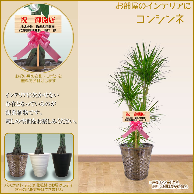 観葉植物 おしゃれ 大型 10号 160cm 送料無料 全国宅配配送 一部除く 観葉植物 鉢 インテリア パキラ ユッカ 幸福の木 マッサン カポック ポトス 開店祝 開院祝 引越祝 新築祝 誕生日 育て方 受章祝い Ka Mowasay Com