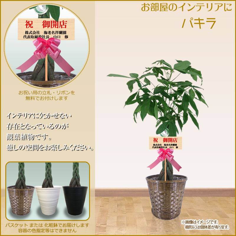 幸福の木 販売中 観葉植物 大型 8号鉢 100cm 送料無料 選べる11種 全国配送 観葉植物 鉢 インテリア パキラ 幸福の木 マッサン ユッカ 青年の樹 ストレリチア カポック サンスベリア 開店祝 開院 新築 受章祝い Ka8 Thelighthousegroup Com