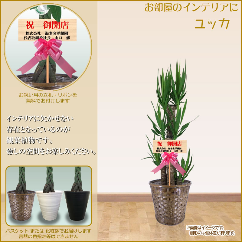 観葉植物 大型 8号鉢 100cm 送料無料 選べる11種 新築 全国配送 開店祝 観葉植物 鉢 インテリア インテリア パキラ 幸福の木 マッサン ユッカ 青年の樹 ストレリチア カポック サンスベリア 開店祝 開院 新築 受章祝い お歳暮 Ka8 スタンド花専門 海老名洋