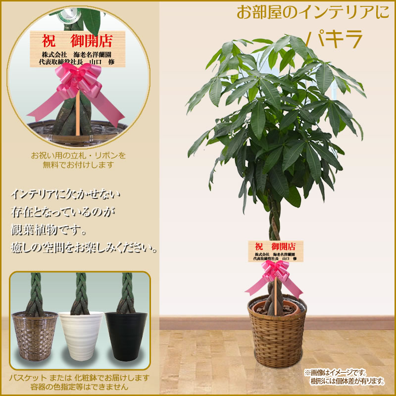 楽天 楽天市場 観葉植物 おしゃれ 大型 10号 0cm 送料無料 東京都 神奈川県などへお届け 一部除く 観葉植物 鉢 インテリア パキラ フェニックスロベレニー アレカヤシ 開店祝 開院 引越祝 新築 誕生日 育て方 受章祝い Ka スタンド花専門 海老名洋