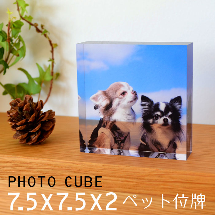 市場 ペット 写真入り 犬 フォトキューブ 遺影 アクリル 7 5 7 5 2センチ 位牌 猫 記念写真 フォト キューブ