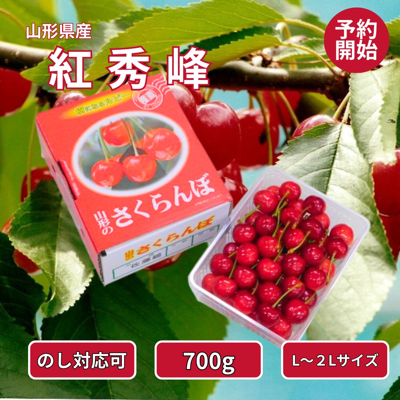 【5/23 20:00~ 最大P10倍×10％OFF!!】【早期予約でお得！7月上旬発送】 紅秀峰 山形県産 さくらんぼ 500g 500グラム L-2L 秀-特秀 化粧箱入り クール便送料無料！贈答用/家庭用/ギフト/お取り寄せ 旬のフルーツ 予約受付中！/ プレゼントにも最適！ 東北