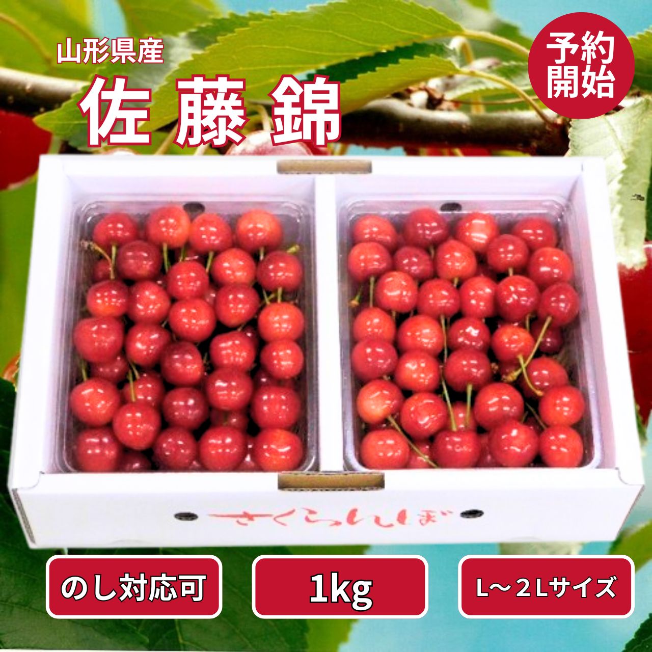 【5/23 20:00~ 最大P10倍×10％OFF!!】【早期予約でお得！6月下旬発送】 佐藤錦 山形県産 さくらんぼ 1kg 1キロ L-2L 秀-特秀 化粧箱入り クール便送料無料！贈答用/家庭用/ギフト/お取り寄せ 旬のフルーツ 予約受付中！/ プレゼントにも最適！ 東北