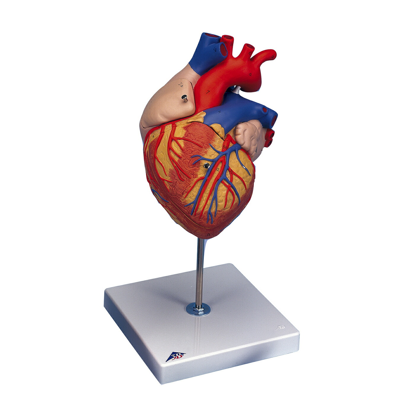 楽天市場】血液循環系模型 : 理化学ショップ楽天市場店