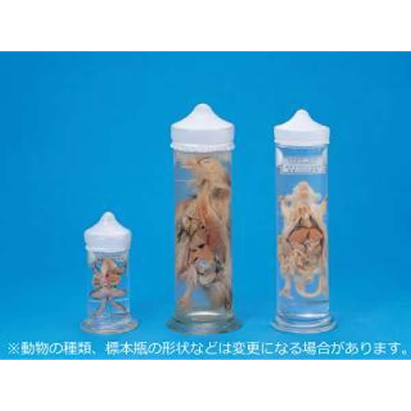 楽天市場 無セキツイ動物解剖標本 液浸 Nvd N Suzumoriオンライン 楽天市場店