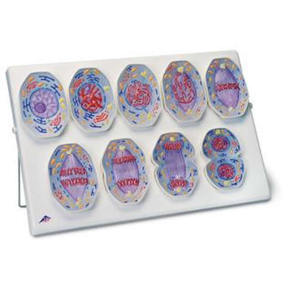 体細胞分裂模型 動物 R01N|SUZUMORIオンライン 店