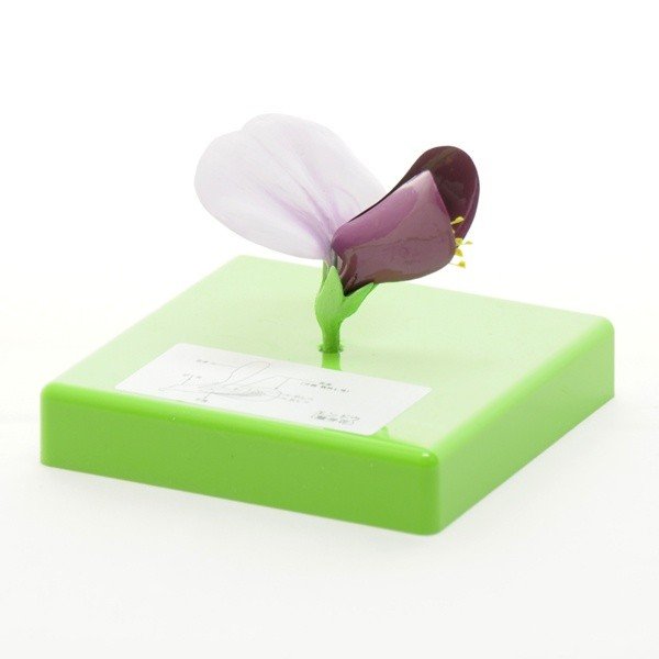 楽天市場】花の構造模型 アサガオ : SUZUMORIオンライン 楽天市場店