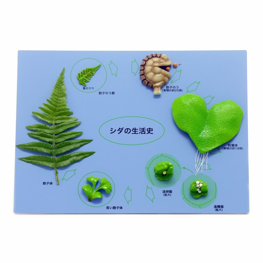 シダの生活史模型|SUZUMORIオンライン 店