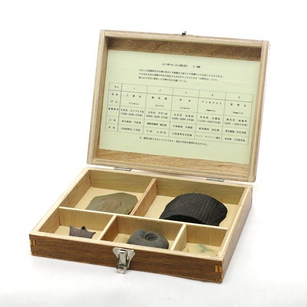 楽天市場】示相化石 模型 クサリサンゴ : SUZUMORIオンライン 楽天市場店