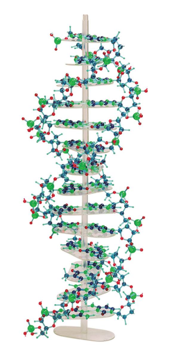 分子構造模型 モル タロウ DNAセット DNA-1