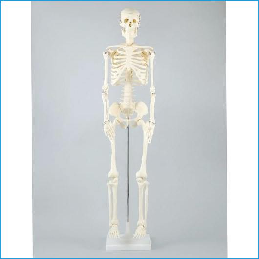 楽天市場】人体骨格模型 30cm（生物 模型 医療系教育 メディカル