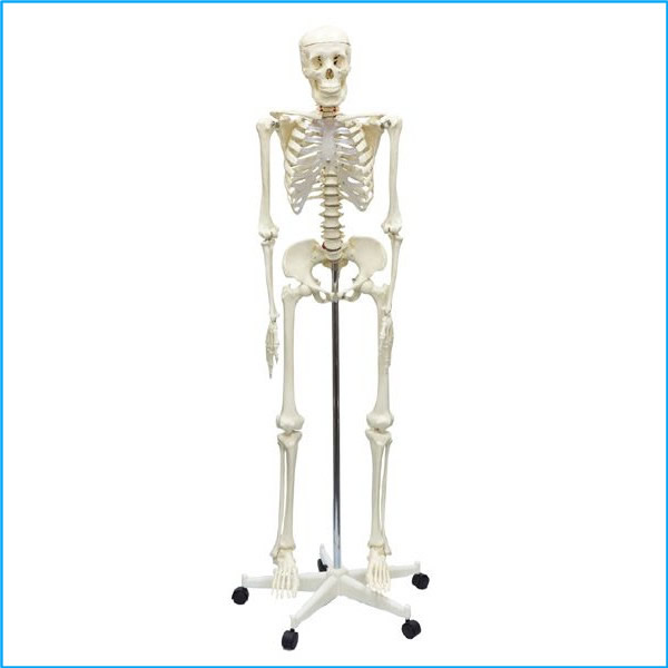 骨格標本　キーホルダー item_tb006_01.jpg