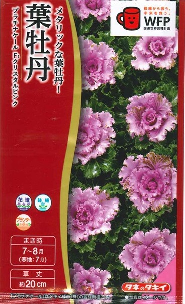 楽天市場】タキイ 種 葉牡丹 プラチナケール(R)F1クリスタル ピンク 約