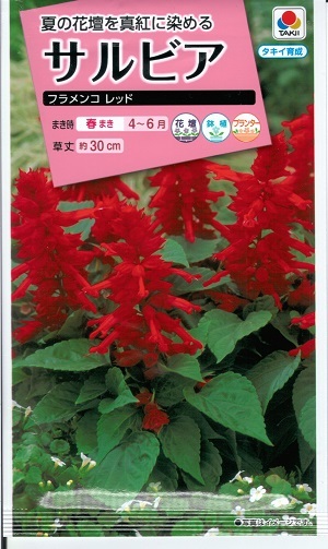 楽天市場】花種子 サルビア「フラメンコ レッド」0.4ml（約25本分