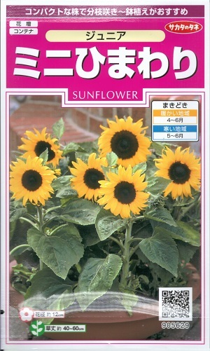 楽天市場】【スプレー咲ミニひまわり】 種・小袋 （1.2ml） F1