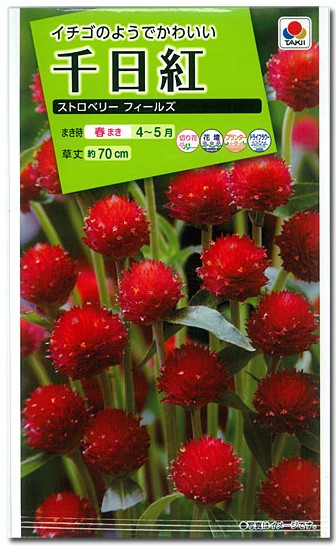 レッドチップ錦  抜き苗  微斑【特定記録付】 レッドチップ錦 抜き苗 微斑【特定記録付】 レッドチップ錦 抜き苗 微