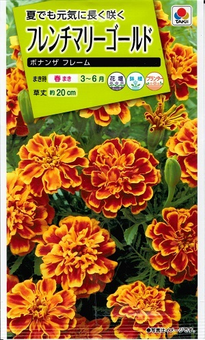 楽天市場】花種子 アフリカンマリーゴールド「キースオレンジ」30粒